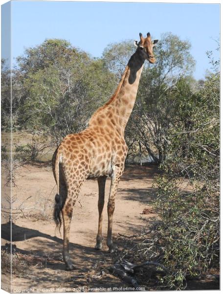 A giraffe watches for danger Canvas Print by David Mather