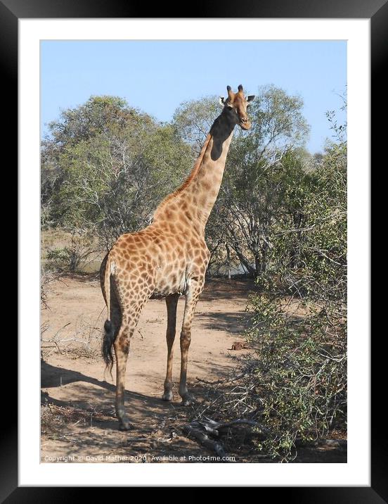 A giraffe watches for danger Framed Mounted Print by David Mather