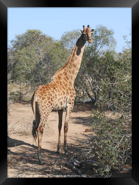 A giraffe watches for danger Framed Print by David Mather