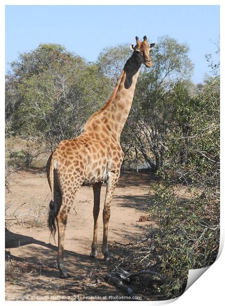 A giraffe watches for danger Print by David Mather