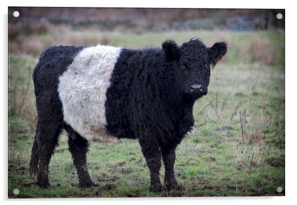 Belted Galloway Cow Acrylic by Derek Beattie