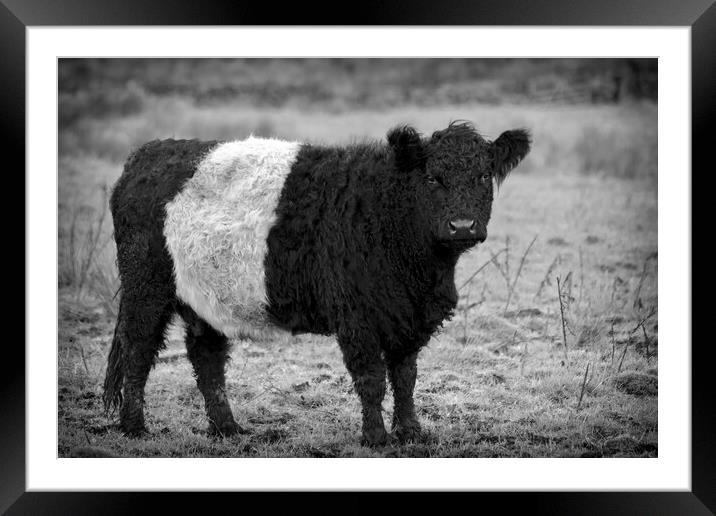 Belted Galloway Cow Framed Mounted Print by Derek Beattie