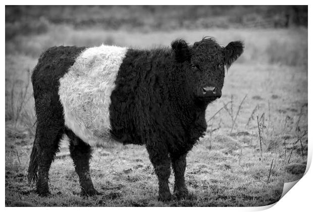 Belted Galloway Cow Print by Derek Beattie