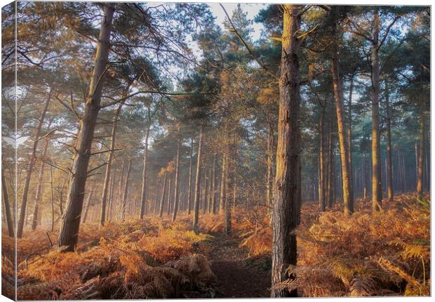 Late autumn afternoon in the woods  Canvas Print by Martin Noakes