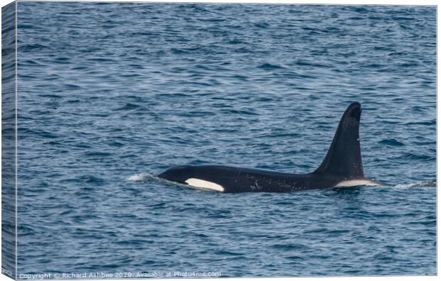 Orca -Killer whale Shetland Canvas Print by Richard Ashbee