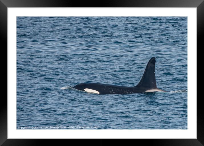 Orca -Killer whale Shetland Framed Mounted Print by Richard Ashbee