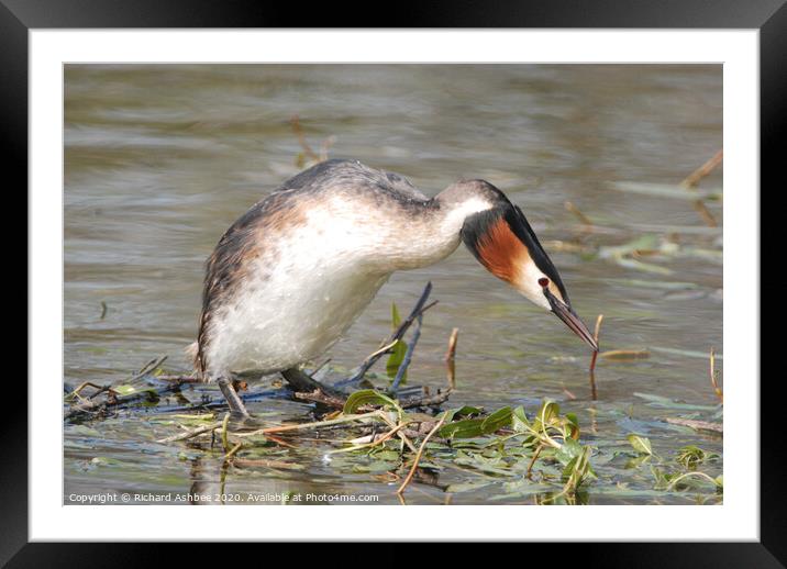 Great Crested Grebe Framed Mounted Print by Richard Ashbee