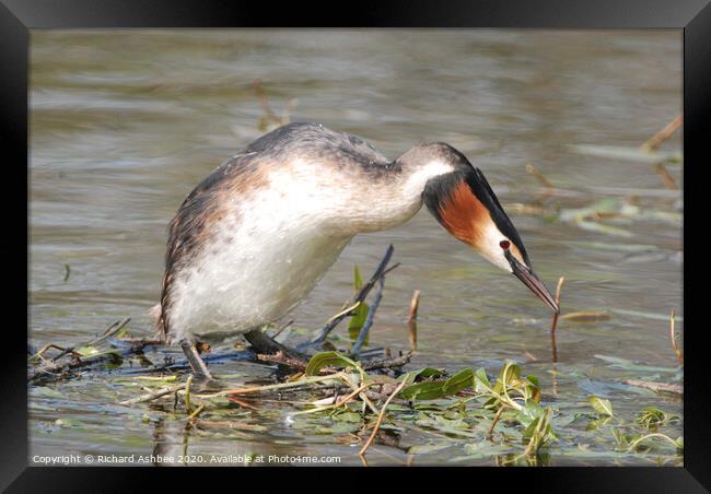 Great Crested Grebe Framed Print by Richard Ashbee
