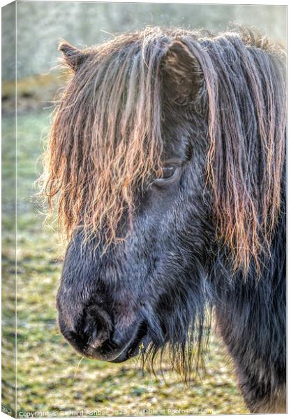 A close up of a horse Canvas Print by Richard Ashbee