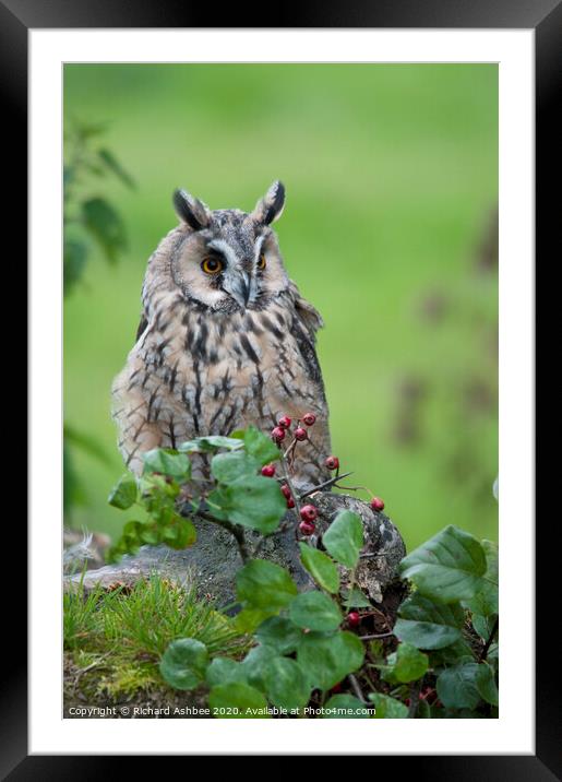 Long Eared Owl Framed Mounted Print by Richard Ashbee