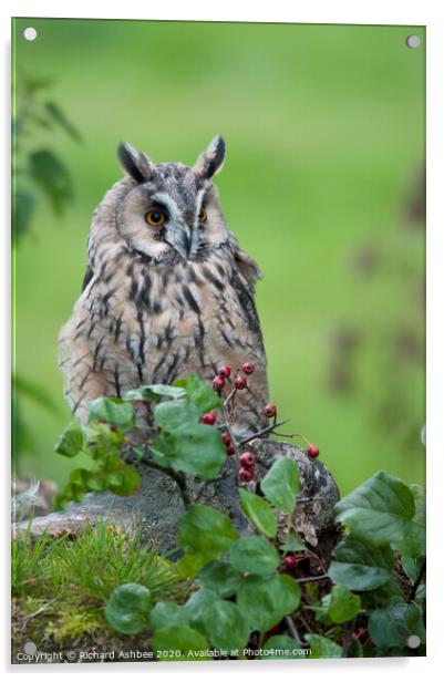 Long Eared Owl Acrylic by Richard Ashbee