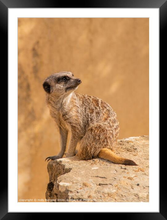 'African Meerkat: The Watchful Suricate' Framed Mounted Print by Holly Burgess