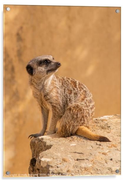 'African Meerkat: The Watchful Suricate' Acrylic by Holly Burgess