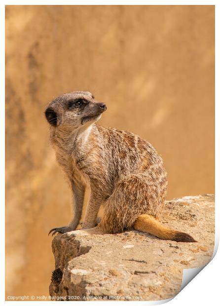 'African Meerkat: The Watchful Suricate' Print by Holly Burgess