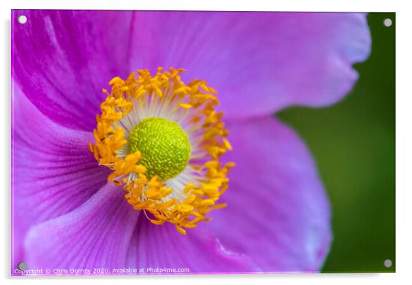 Japanese Anemone Flower Acrylic by Chris Dorney