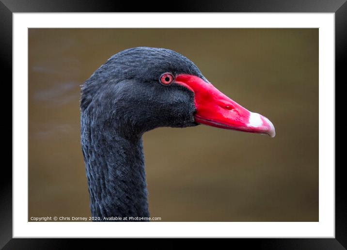 Black Swan in Dawlish Framed Mounted Print by Chris Dorney