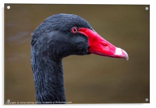 Black Swan in Dawlish Acrylic by Chris Dorney