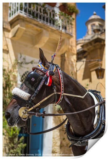 Horse and Carriage Ride in Mdina Print by Chris Dorney