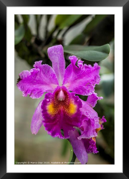 Cattleya orchid Framed Mounted Print by Marco Diaz