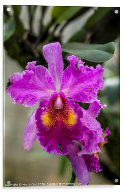 Cattleya orchid Acrylic by Marco Diaz
