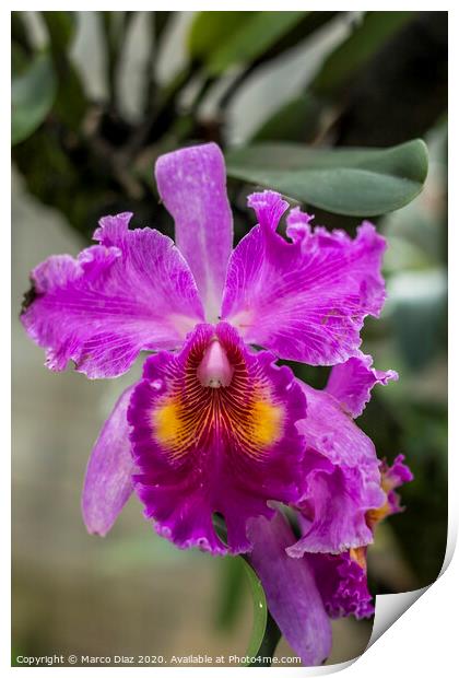 Cattleya orchid Print by Marco Diaz