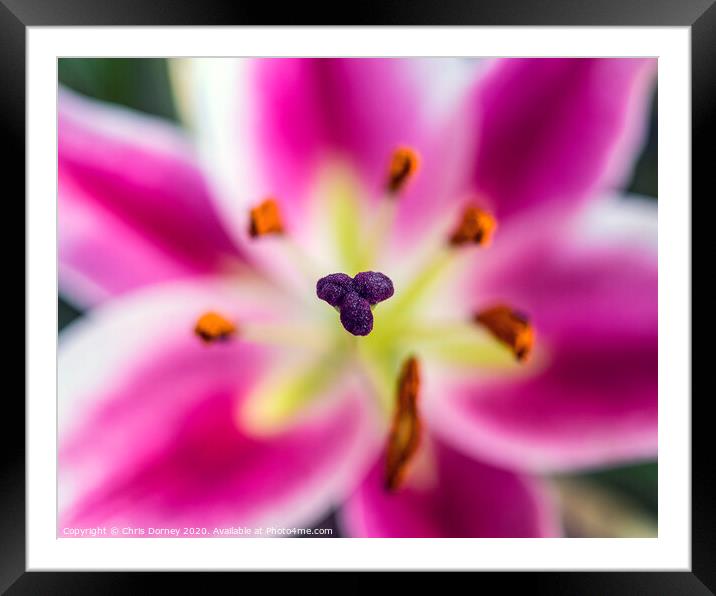 Lilies Framed Mounted Print by Chris Dorney