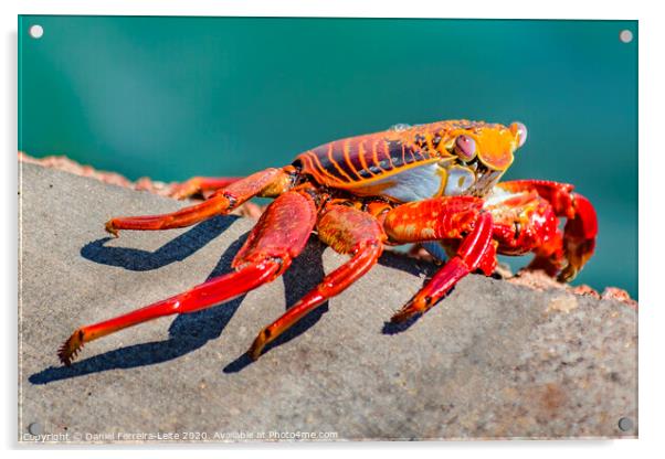 Colored Crab at Galapagos Island Acrylic by Daniel Ferreira-Leite