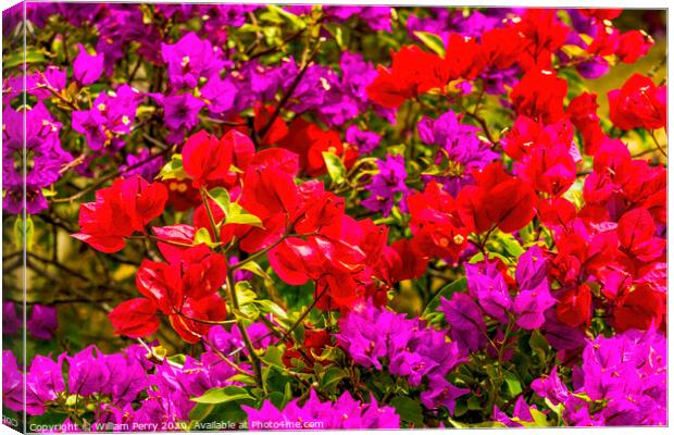 Red Pink Bougainvillea Los Cabos Mexico Canvas Print by William Perry