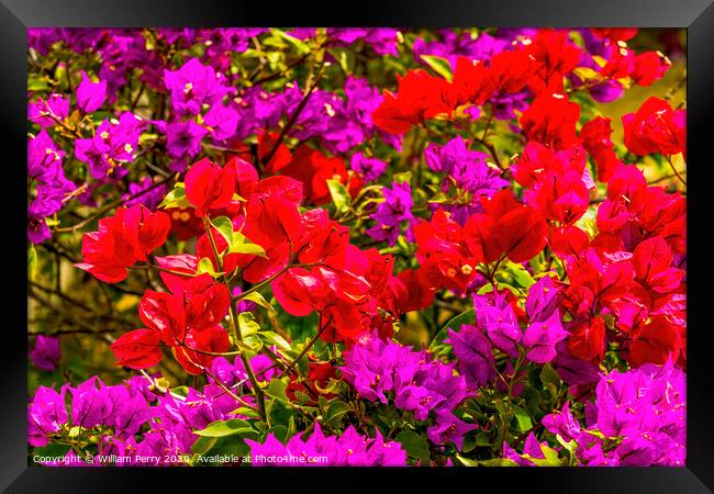 Red Pink Bougainvillea Los Cabos Mexico Framed Print by William Perry
