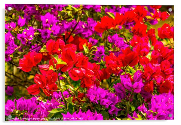 Red Pink Bougainvillea Los Cabos Mexico Acrylic by William Perry