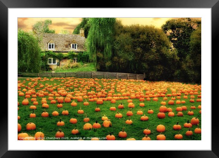 The Pumpkin Patch  Framed Mounted Print by Alison Chambers