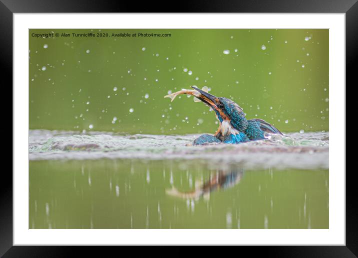 Kingfisher with catch Framed Mounted Print by Alan Tunnicliffe