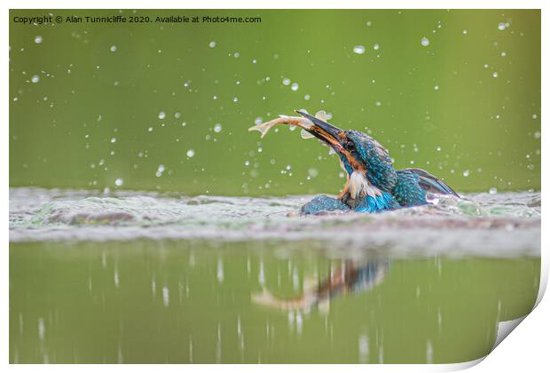 Kingfisher with catch Print by Alan Tunnicliffe