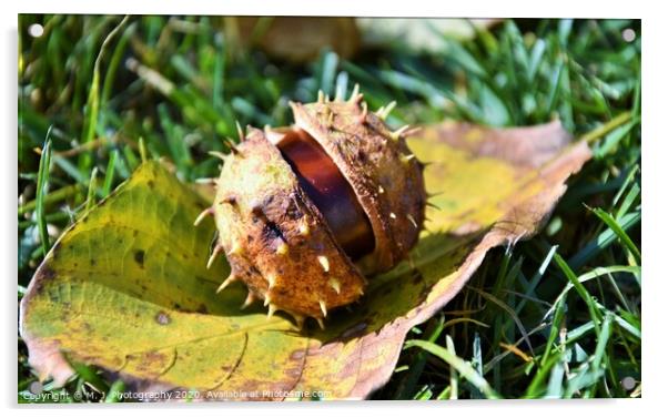 A close up of chestnut in his shell Acrylic by M. J. Photography