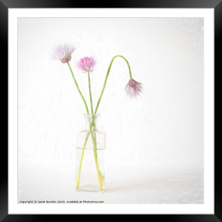 Three Chives Framed Mounted Print by Janet Burdon