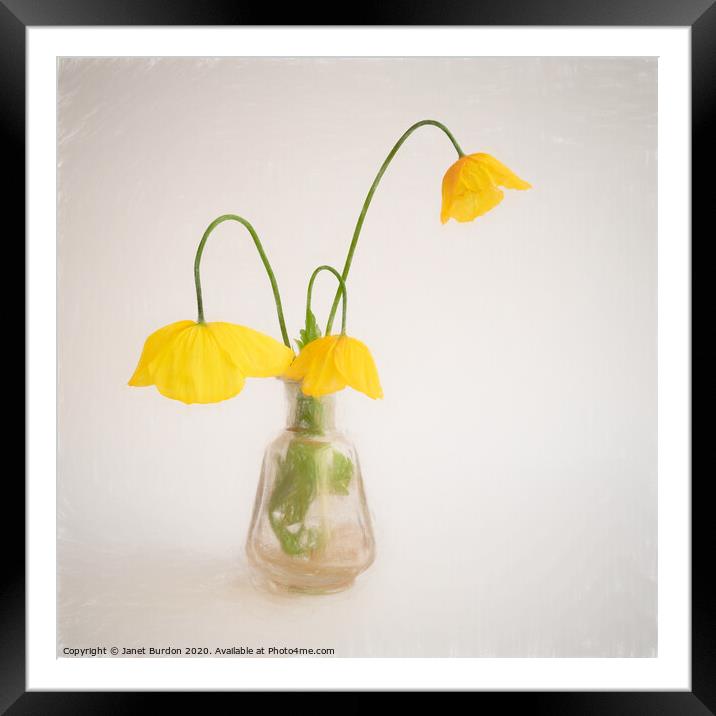 Welsh Poppies Framed Mounted Print by Janet Burdon