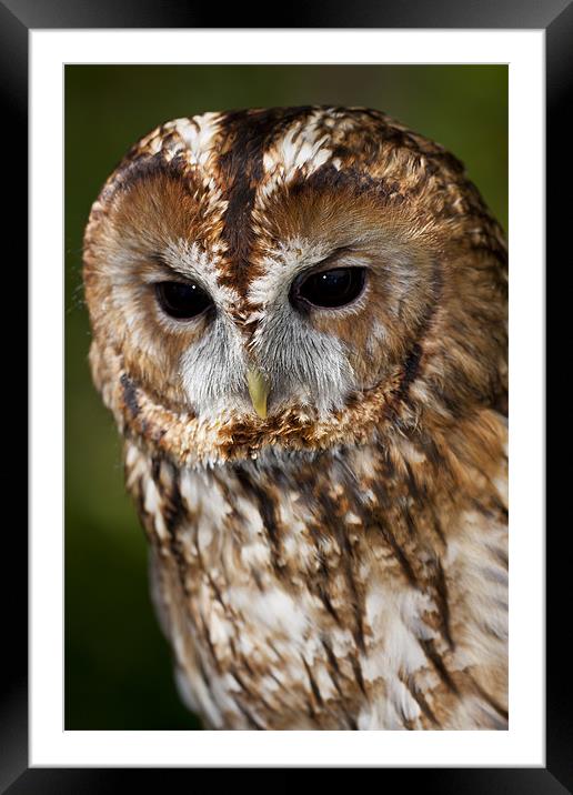 Tawny owl (Strix aluco) Framed Mounted Print by Gabor Pozsgai
