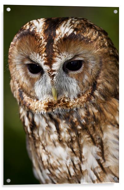 Tawny owl (Strix aluco) Acrylic by Gabor Pozsgai