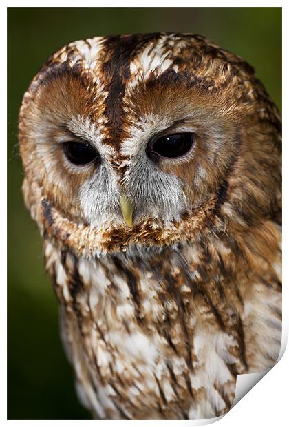 Tawny owl (Strix aluco) Print by Gabor Pozsgai
