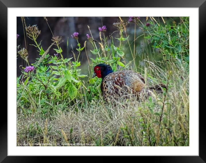 Pheasant  Framed Mounted Print by Jane Metters