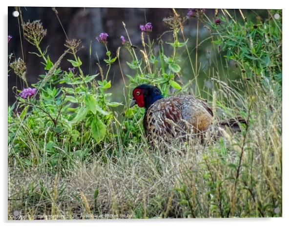 Pheasant  Acrylic by Jane Metters