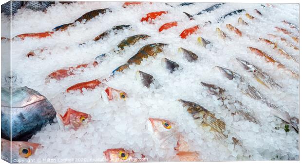 Assortment of fish on display Canvas Print by Milton Cogheil