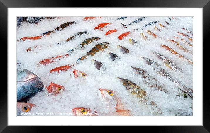 Assortment of fish on display Framed Mounted Print by Milton Cogheil