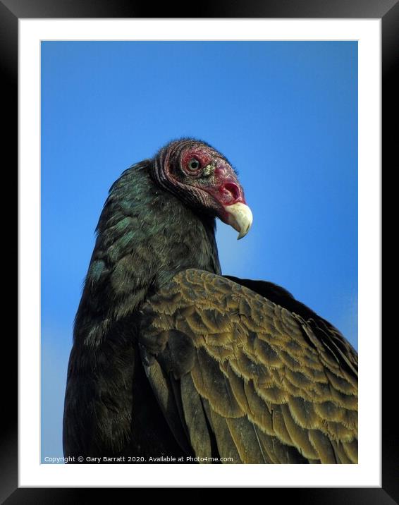 North American Turkey Vulture Framed Mounted Print by Gary Barratt
