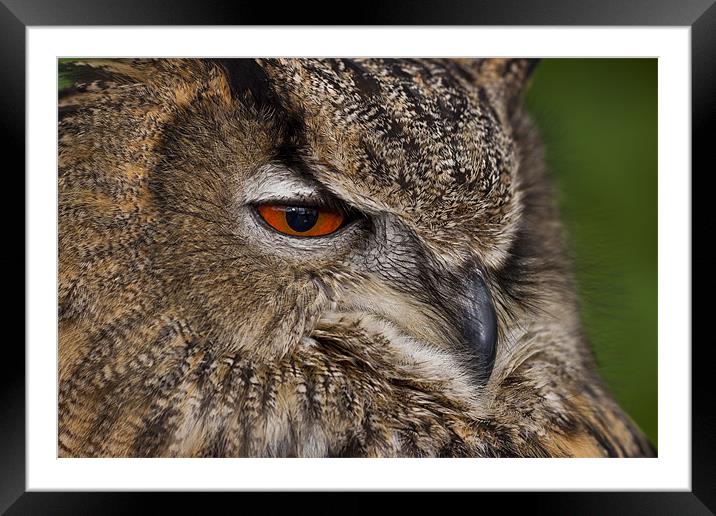 Eurasian Eagle-owl (Bubo bubo) Framed Mounted Print by Gabor Pozsgai