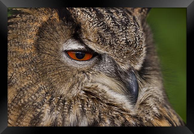 Eurasian Eagle-owl (Bubo bubo) Framed Print by Gabor Pozsgai