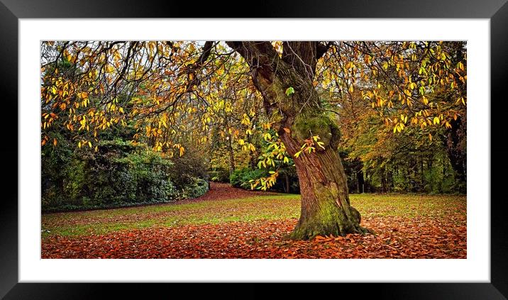 Sweet Chestnut in Autumn Framed Mounted Print by Darren Galpin