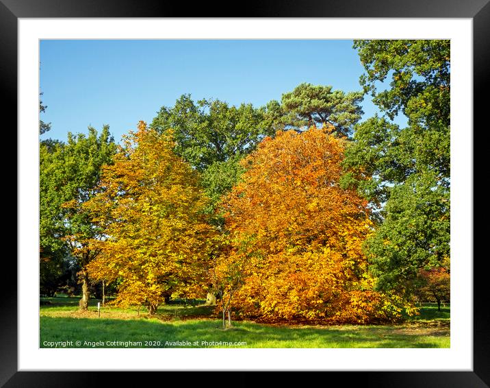 Autumn Colours Framed Mounted Print by Angela Cottingham