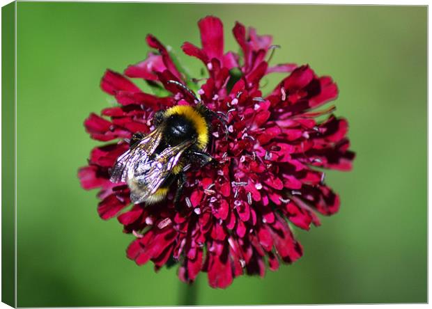 Bumble Canvas Print by Donna Collett