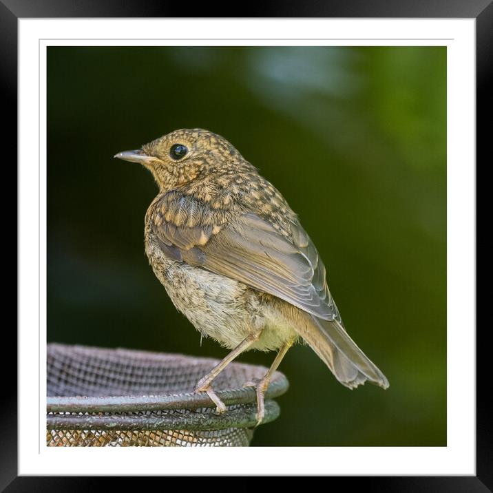 Juvenile Robin Framed Mounted Print by Adrian Rowley